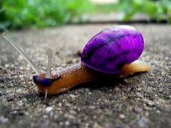 User Profile: SnailPurple