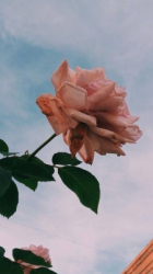 User Profile: dreamCreature3227