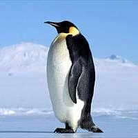 User Profile: GloriousPenguin