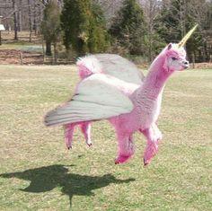 Profile: RosieTheUnicorn