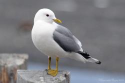 Profile: SeagullColin