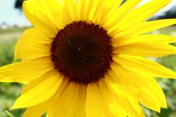 Profile: RisingSun