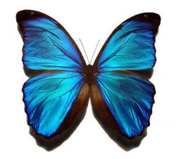 User Profile: ButterflySparkle34spreadyourwingsandfly