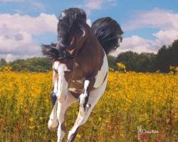 Profile: Photography49