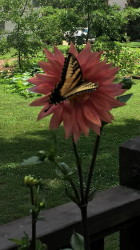 Profile: dahlia1986