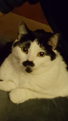 User Profile: funnyCat224