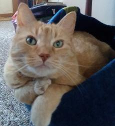 User Profile: BitsyBooMeowMeow