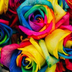 User Profile: DancingHeart4982