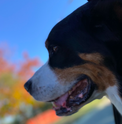 User Profile: compassionateLion6681