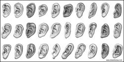User Profile: HumanEars