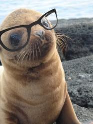 User Profile: glowingSeal168