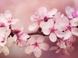 Profile: CherryBlossom6114