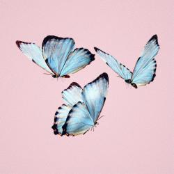 User Profile: social09butterfly