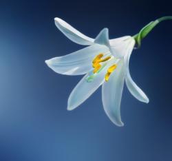 User Profile: endearingLight6463