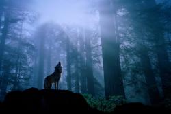 User Profile: WhiteWolfRussianBlue59