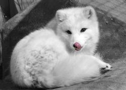 User Profile: HikaritheFox