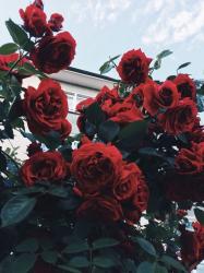 User Profile: bleuecuore
