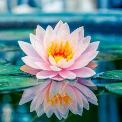 User Profile: peacefulNatural311