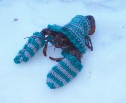 User Profile: CozyLobster