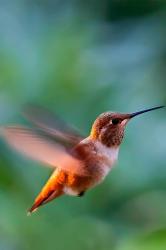 User Profile: LittlehummingBird126
