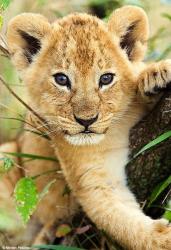User Profile: SweetLion15