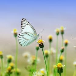 User Profile: Greenchoice1
