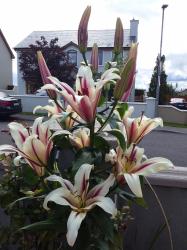 User Profile: scenicBerry2626