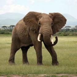 User Profile: allyphant18