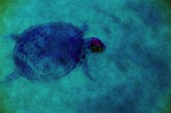 User Profile: BlueTurtle5