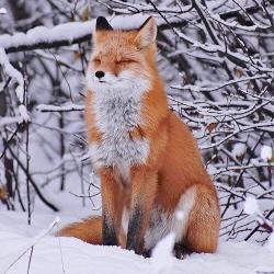 User Profile: TheFox123