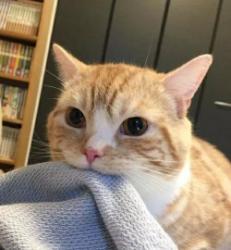 User Profile: CaringKitty457