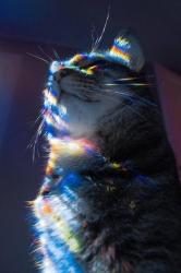 User Profile: waifuamb