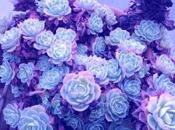 User Profile: CelestialMoonbeam