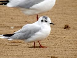 User Profile: LittleGull