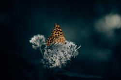 User Profile: Tadwinks