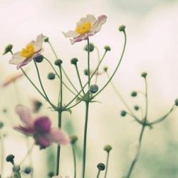 User Profile: Madeliefhashope