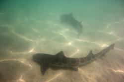 Profile: PNWhelpershark