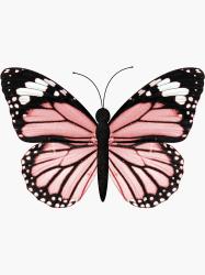 Profile: mac815165