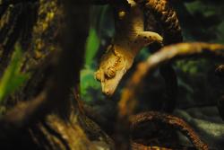 User Profile: GeckoandFish