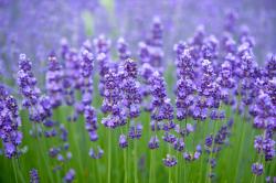 User Profile: LavenderMeadow