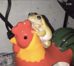 User Profile: Alittlefrog