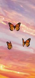 User Profile: Sunflower53