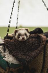 User Profile: MouseCiel