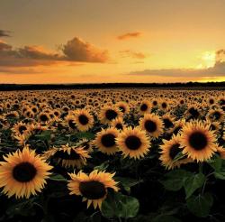 User Profile: SunnySunflower05
