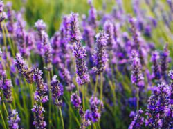 User Profile: LavenderHere