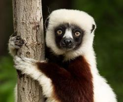 User Profile: Lemur4917