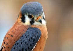 User Profile: TheLovelyKestrel