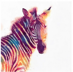 Profile: ColourfulZebra