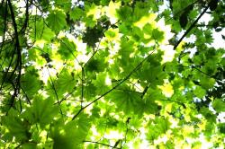 User Profile: thatendlessgreen