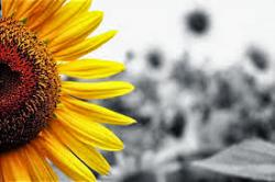 User Profile: friendlySunflower228